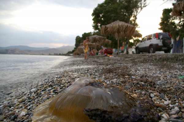 Κυβερνητικά μέτρα για τις μέδουσες- Στο Natura και πλωτά μέσα προστασίας