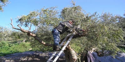 Τεχνική βοήθεια σε ελαιοπαραγωγούς