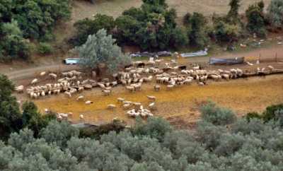 Οδηγίες για τη μεταβίβαση δικαιωμάτων βοσκοτόπων σε νέους γεωργούς