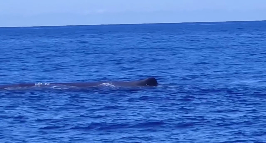 Απίστευτο θέαμα στα ανοιχτά της Ζακύνθου: Φάλαινα φυσητήρας δίπλα σε ιστιοπλοϊκό