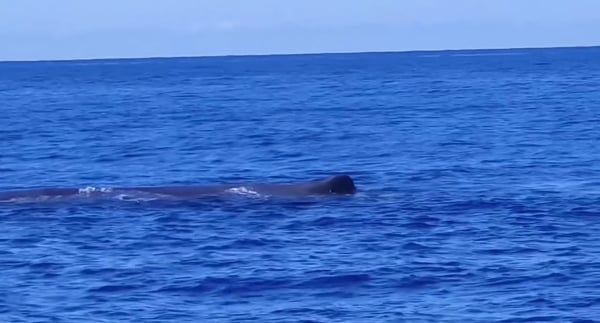 Απίστευτο θέαμα στα ανοιχτά της Ζακύνθου: Φάλαινα φυσητήρας δίπλα σε ιστιοπλοϊκό