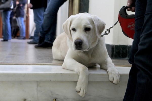 Πυροβόλησαν και σκότωσαν σκυλί στην Ζάκυνθο - Συνελήφθησαν δύο άτομα