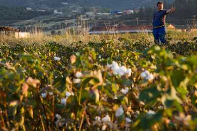 Υπεγράφη η απόφαση για την ενίσχυση στο βαμβάκι