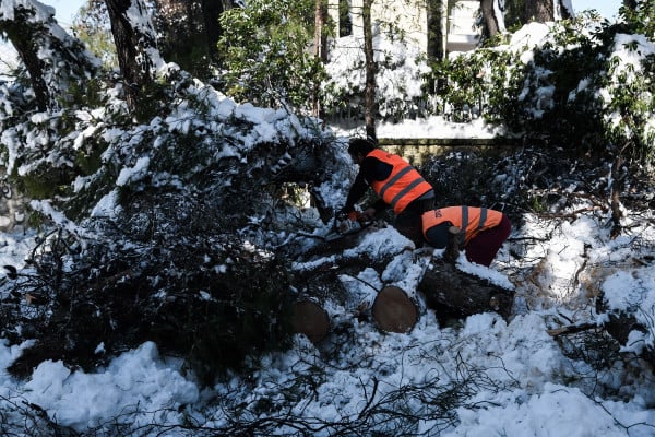 ΚΕΔΕ: Δεν είναι ευθύνη των δήμων το κλάδεμα ή κόψιμο των δέντρων