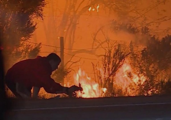 Σώζει με αυτοθυσία κουνέλι από την πυρκαγιά και γίνεται «ήρωας»!