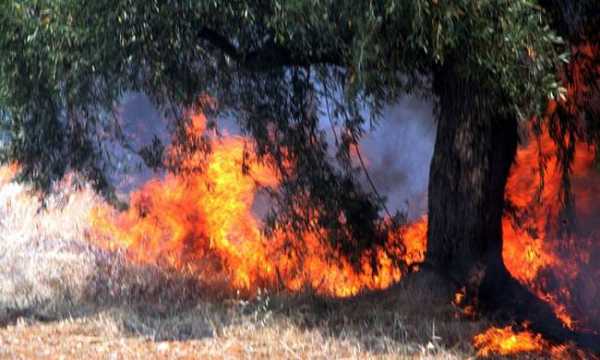 Υπό μερικό έλεγχο η φωτιά στο Προσήλιο της Ανατολικής Μάνης