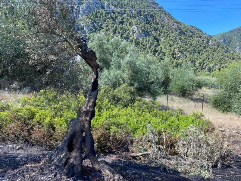 Φωτιά στο Σχίνο: Η μαρτυρία του ανθρώπου που ειδοποίησε την Πυροσβεστική (εικόνες, βίντεο)