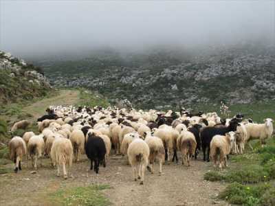 Ημερίδα για τη νησιώτικη εκτατική κτηνοτροφία στο Ηράκλειο