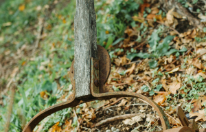 Χρειάζεται να αφαιρέσουμε τα σάπια φύλλα από το χώμα πριν βάλουμε νέο;