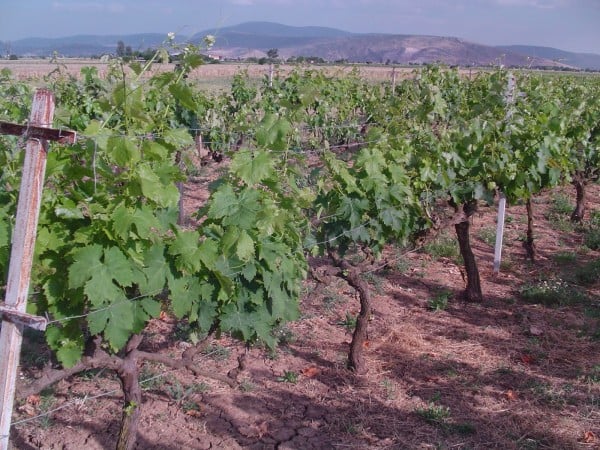 Έως τις 27/3 ηλεκτρονικά οι αιτήσεις για τις νέες άδειες φύτευσης οινάμπελων