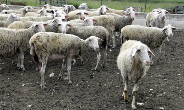 Θεσσαλία: Πανώλη σε αιγοπρόβατα - «Τα μολυσμένα ζώα ήρθαν από Τουρκία»