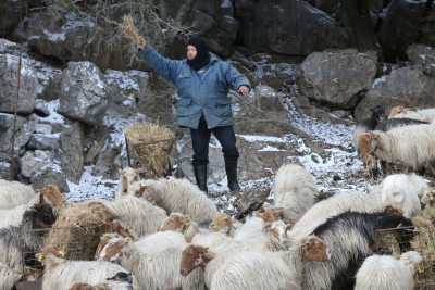 Ξεκίνησε η απογραφή αιγοπροβάτων στο e-services.minagric.gr