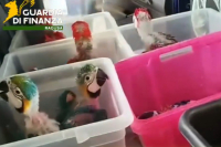 Σικελία: Άνδρας εντοπίστηκε σε λιμάνι με 300 χελώνες και 77 παπαγάλους (Βίντεο)