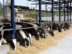 Λύσεις για τους κτηνοτρόφους