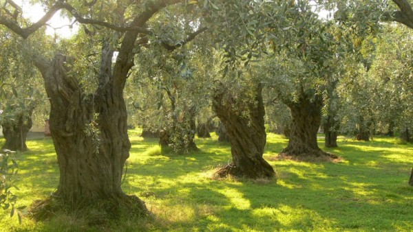 ΕΛΓΑ: Yποβολή αιτήσεων χορήγησης ενίσχυσης παραγωγών που ζημιώθηκαν