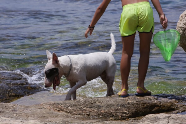 Πάτρα: Νοσηλεύεται με σοβαρά τραύματα ανήλικος από επίθεση σκύλου