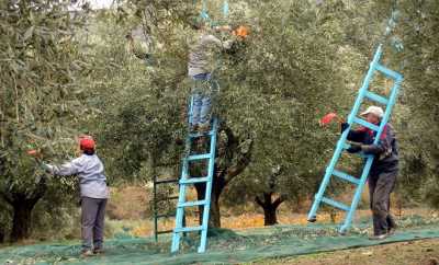 Εγκρίθηκαν προγράμματα εργασίας 66 ελαιοκομικών φορέων