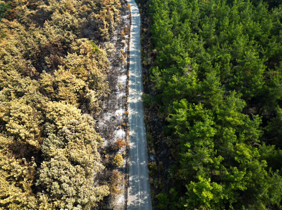 ΥΠΕΝ και WWF εκπονούν μελέτη αποκατάστασης των πυρόπληκτων στον Έβρο