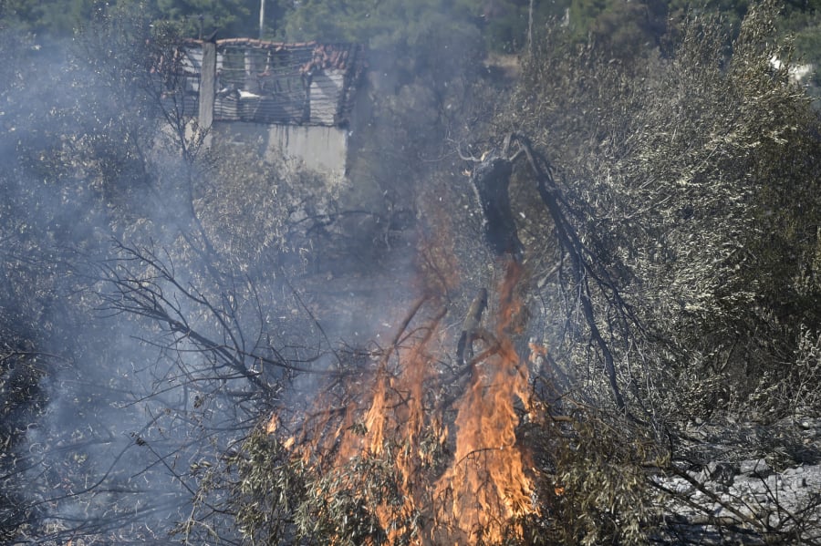 Ανείπωτη καταστροφή στον Παραδοσιακό Ελαιώνα της Άμφισσας (βίντεο από drone)