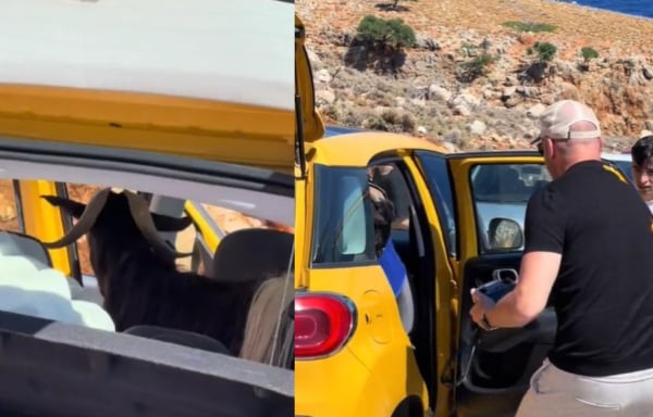 Τράγος αναστάτωσε τουρίστες στην Κρήτη: Μπούκαρε στο αυτοκίνητο - Viral το βίντεο στο TikTok