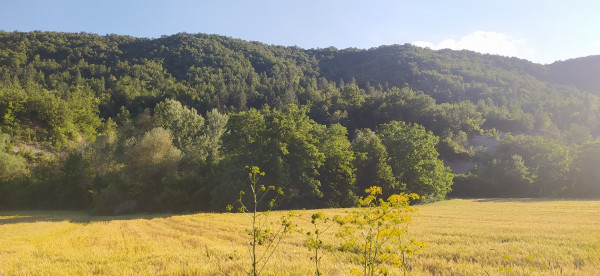 Με σπασμένο χέρι νοσηλεύεται ο 26χρονος που τραυματίστηκε από αρκούδα η οποία φοβήθηκε τα σκυλιά του