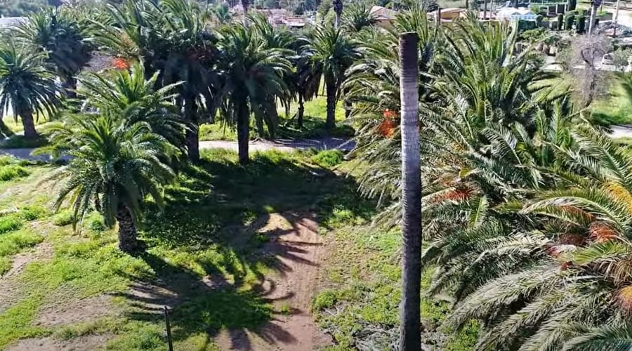 Το άγνωστο φοινικόδασος της Αττικής, μόλις 45 λεπτά από το κέντρο της Αθήνας