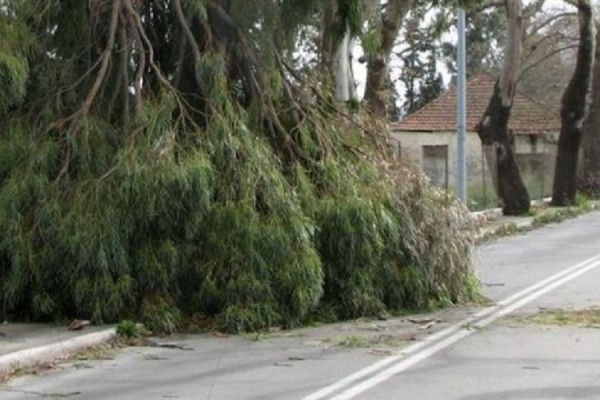 Πτώσεις δέντρων προκάλεσαν οι ισχυροί άνεμοι