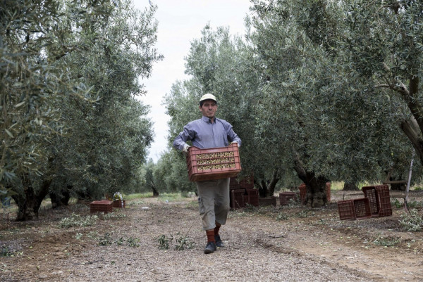 Αλλαγές στο ειδικό καθεστώς αγροτών- Τι ισχύει με την αίτηση ένταξης για όσους επιθυμούν επιστροφή του φόρου