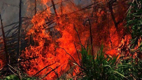 Πυρκαγιά στα Κρέστενα Ηλείας