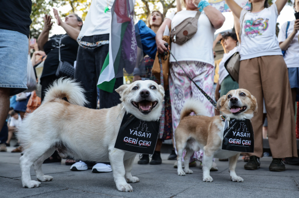 «H Τουρκία στέλνει στον θάνατο εκατομμύρια αδέσποτα σκυλιά» - Οργή για τον «νόμο της σφαγής»