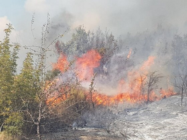 Φωτιά σε δασική έκταση στη Θήβα