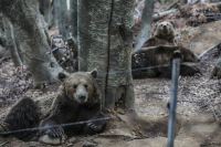 Κτηνωδία στην Καστοριά: Δολοφόνησαν αρκούδα και τα δυο της αρκουδάκια