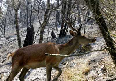 Κτηνωδία στη Ρόδο: Σκότωσαν 14 ελάφια με κυνηγετική καραμπίνα