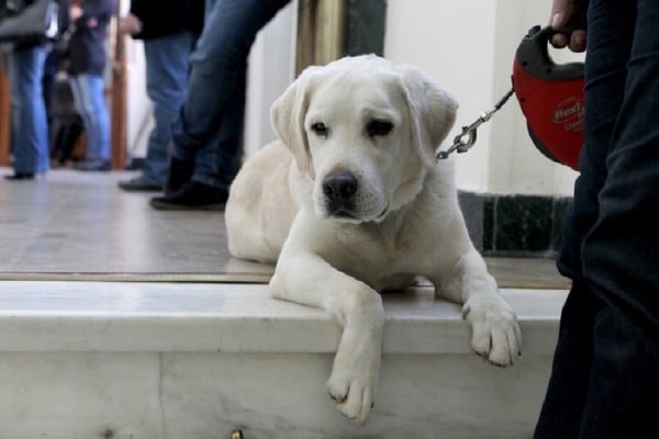 Υποχρεωτική η στείρωση στα κατοικίδια - Χαράτσι 100 ευρώ στους ανυπάκουους