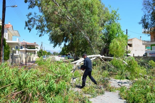 O TAP αναδασώνει τη Βόρεια Ελλάδα με 400.000 δένδρα και θάμνους