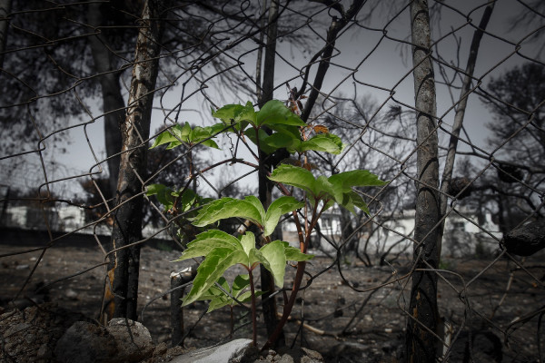 Πάνω από 7 εκατ. ευρώ οι δωρεές εφοπλιστών για τους πυρόπληκτους