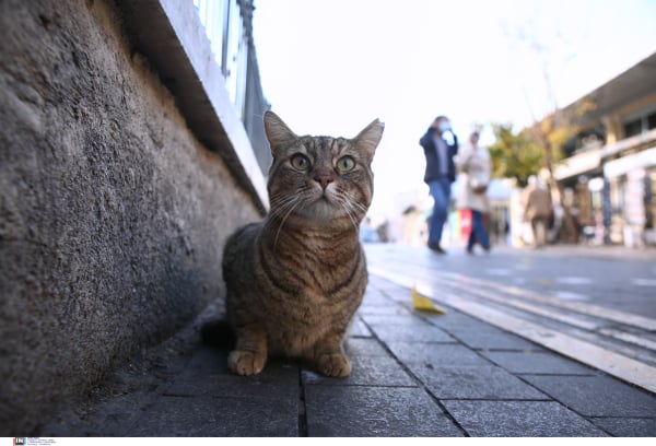 Ηλικιωμένη κακοποιεί ετοιμοθάνατο γατάκι στο οποίο έριξε φόλα(βίντεο)