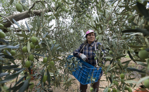 Αυτοί θα θεωρούνται ως «ενεργός αγρότης» - Το όριο της επιδότησης