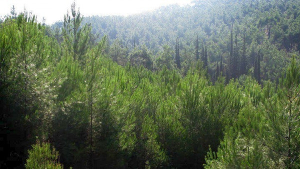 Σε κατάσταση επιφυλακής η Χαλκιδική λόγω κινδύνου εκδήλωσης πυρκαγιάς