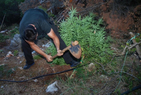 Εξαρθρώθηκε κύκλωμα ναρκωτικών με 3.000 δενδρύλια υδροπονικής κάνναβης