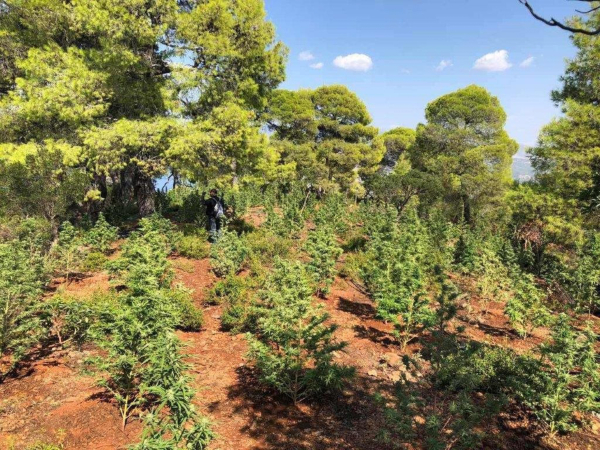 Δουλειές με...φούντες στην Κρήτη: Ελικόπτερο της ΕΛ.ΑΣ εντόπισε 9 φυτείες χασίς