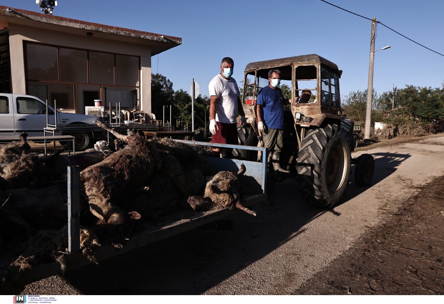 Πάνω από 200.000 νεκρά ζώα έχουν δηλωθεί από τις πλημμύρες σε Ημαθία, Κοζάνη και Αρκαδία