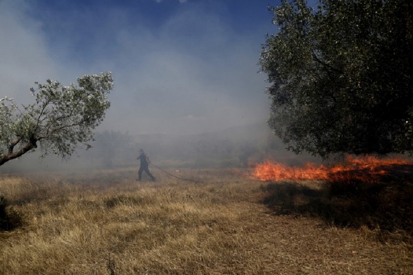 Φωτιά σε δασική έκταση στο Δαφνί