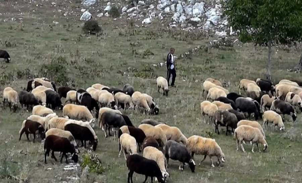 Μέχρι 31 Ιανουαρίου οι ενστάσεις για την κατανομή των βοσκοτόπων