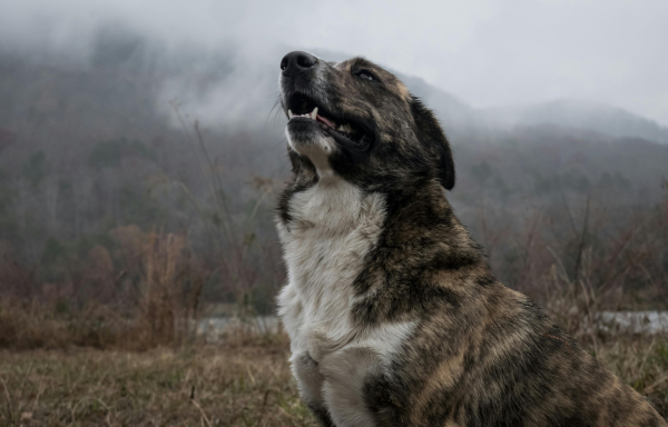 Λαχτάρα για γονείς στις Σέρρες: Μεγαλόσωμος σκύλος επιτέθηκε σε 7χρονο
