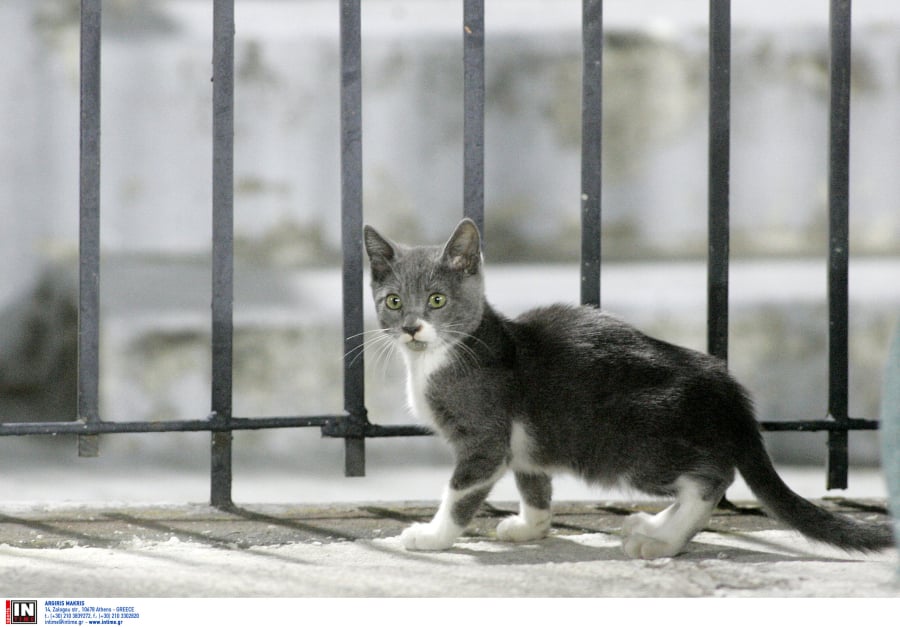 Απίστευτη κτηνωδία στην Εύβοια: Σκότωσαν γατάκια και τα πέταξαν σε κάδο σκουπιδιών