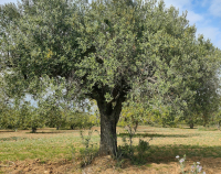 Κι όμως, η κλιματική αλλαγή μπορεί να «σκοντάψει» στις… πέτρες που τοποθετούν Έλληνες ερευνητές