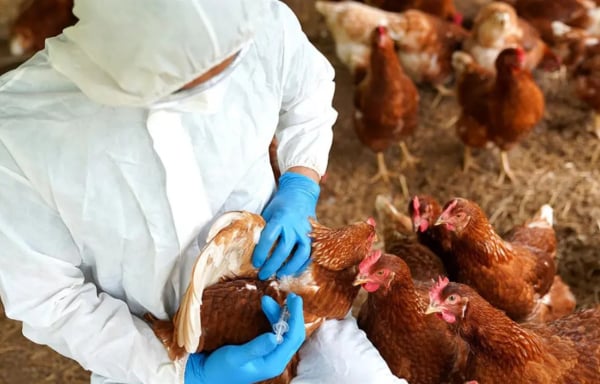 Γρίπη των πτηνών: Φόβος για πανδημία - Τρία ύποπτα κρούσματα σε ανθρώπους στις ΗΠΑ