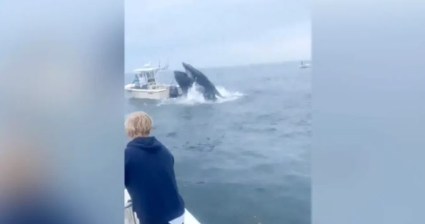 Φάλαινα έπεσε πάνω σε βάρκα και εκσφενδόνισε στον αέρα ψαράδες - το συγκλονιστικό βίντεο