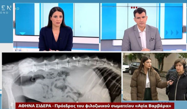 Κορυδαλλός: Αναζητείται «άνθρωπος» που βασανίζει αδέσποτα, πυροβόλησε με αεροβόλο μια γάτα και τη σκότωσε